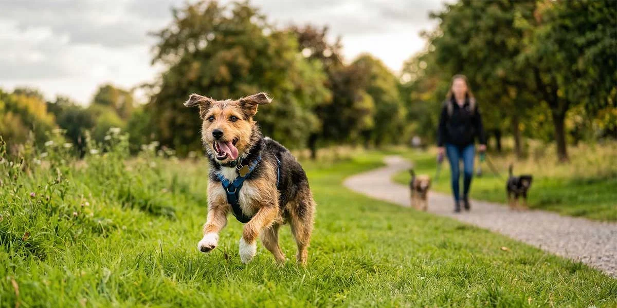 Group Walks vs Solo Walks: Which Is Right for Your Dog?